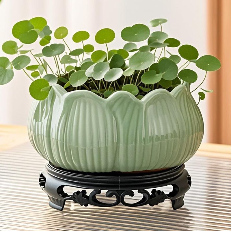 铜钱草专用花盆茶点盘托盘水培花盆家用无孔苔藓球碗莲陶瓷花盆