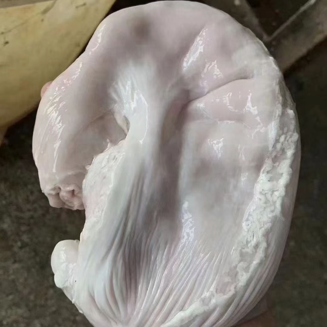 贵州山区新鲜无油肚2个（屠宰场直供精肚1.3公斤以上）