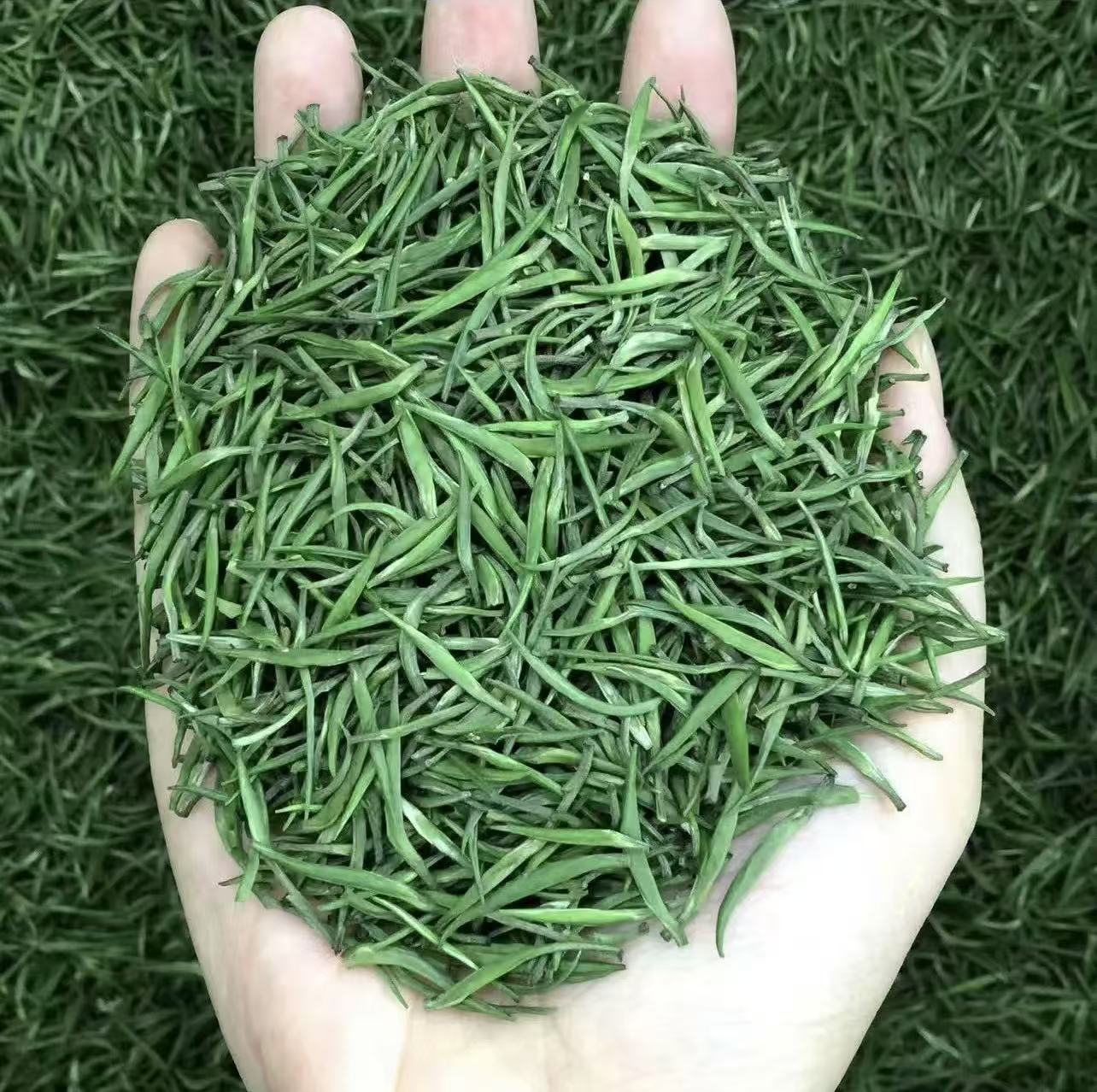 明前雀舌-2025新茶正宗湄潭芽茶毛尖贵州高山浓香型明前茶叶绿茶