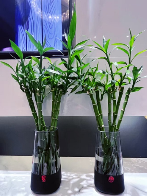 转运竹竹绿植易活观音竹四季客厅室内直带根富贵竹开运竹好养