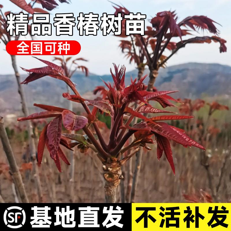 香椿苗盆栽红油香椿树苗正宗阳台庭院植物地栽种植当年四季早采摘
