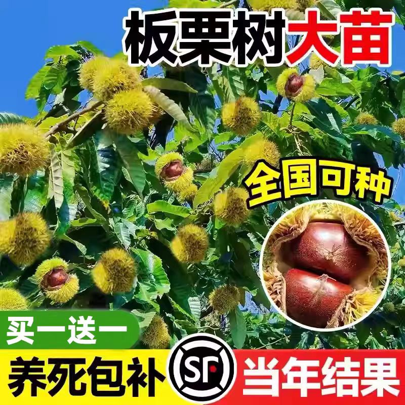 大红袍板栗树苗嫁接地栽南方北方种植当年结果特大板栗树果树果苗