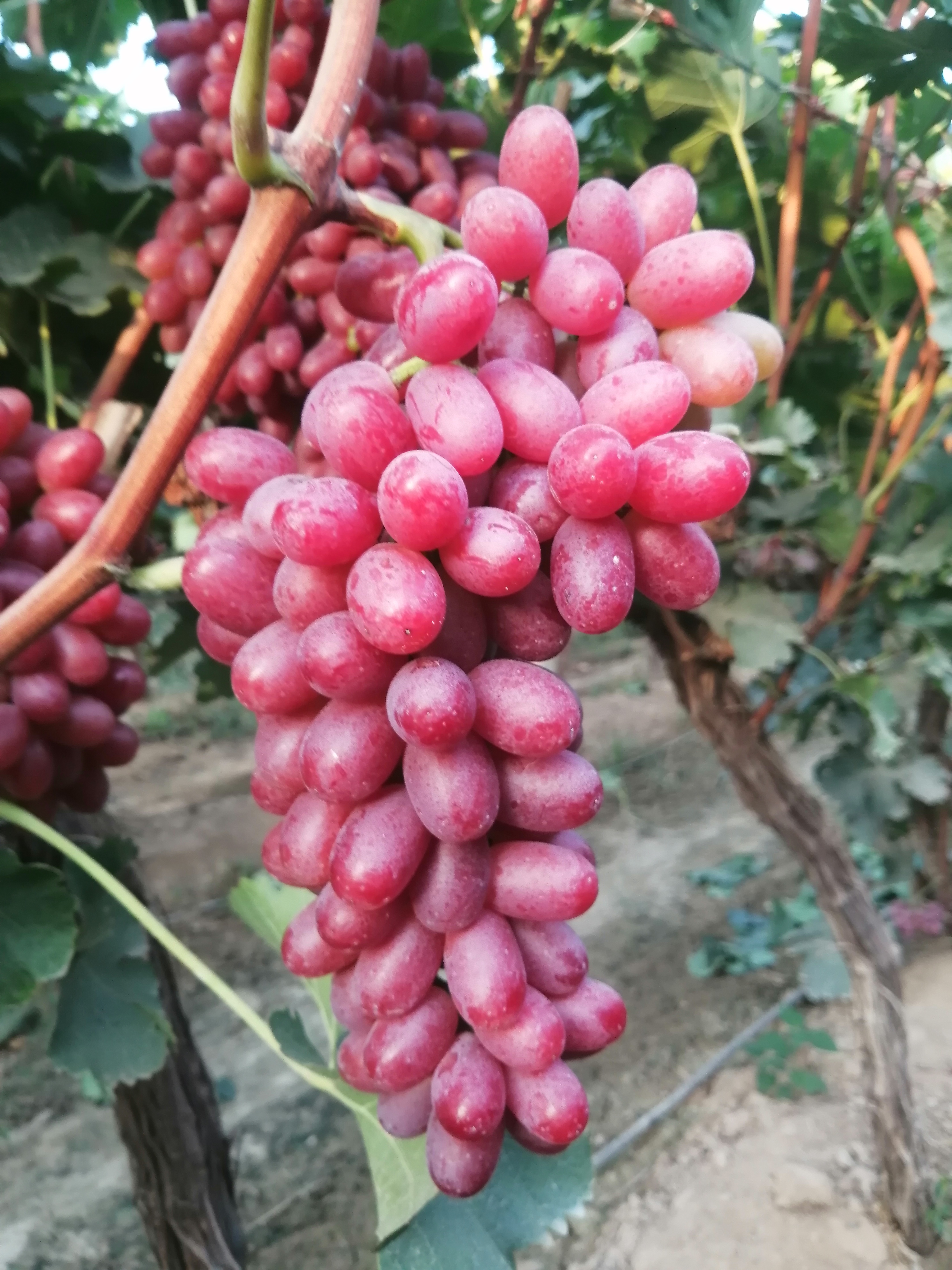 纯甜无籽克伦生红提葡萄
