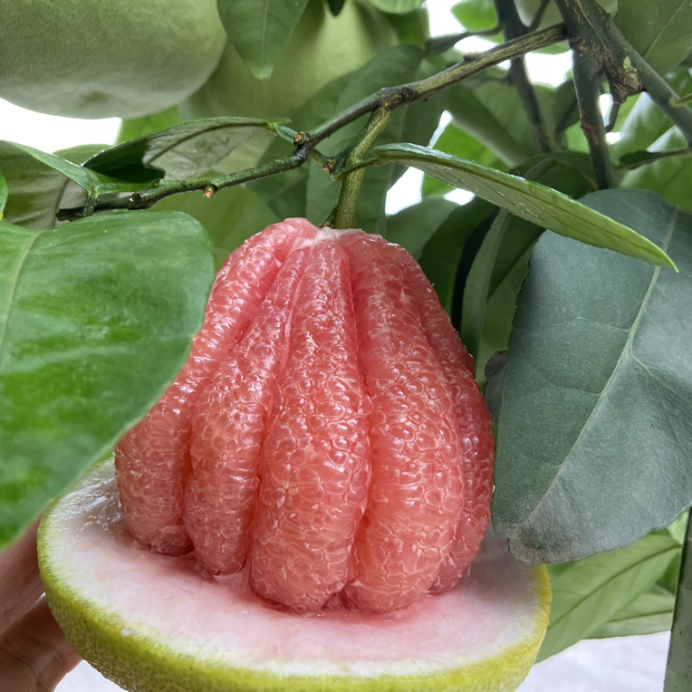 广安龙安柚-无籽红心多汁 4个装30年树特大果7kg以上