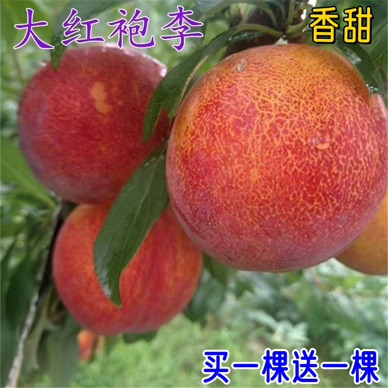 嫁接大红袍李子树苗晚熟大果脆甜南北方地栽种植抗寒耐旱水果树苗