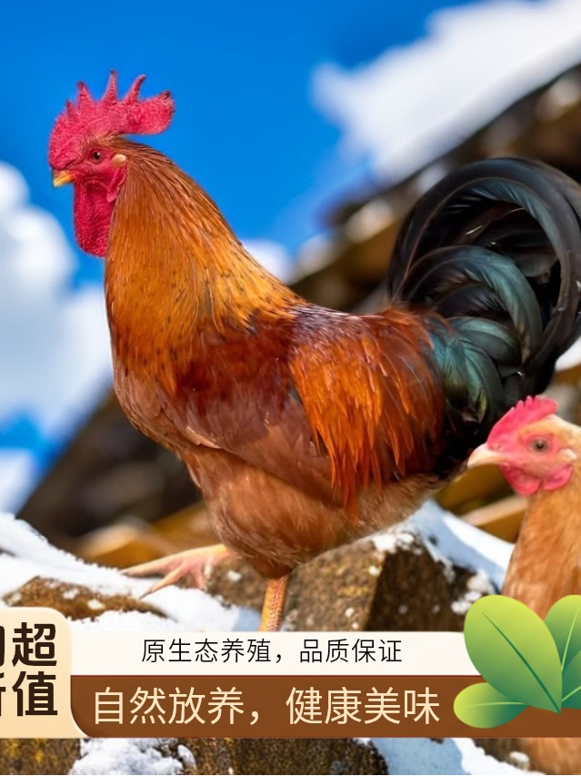 农村散养大公鸡【杀完】黄皮黄油白条鸡现杀速冻顺丰包邮