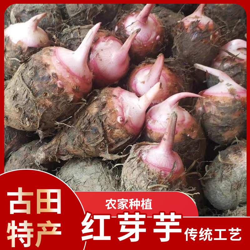 【顺丰发货】古田红芽芋头高山沙地芋头仔现挖农家自种红嘴小毛芋