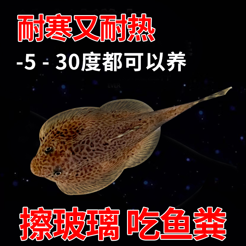 【冷水工具鱼】贵州爬岩鳅吸鳅冷水观赏鱼除藻工具鱼可与淡水鱼混养