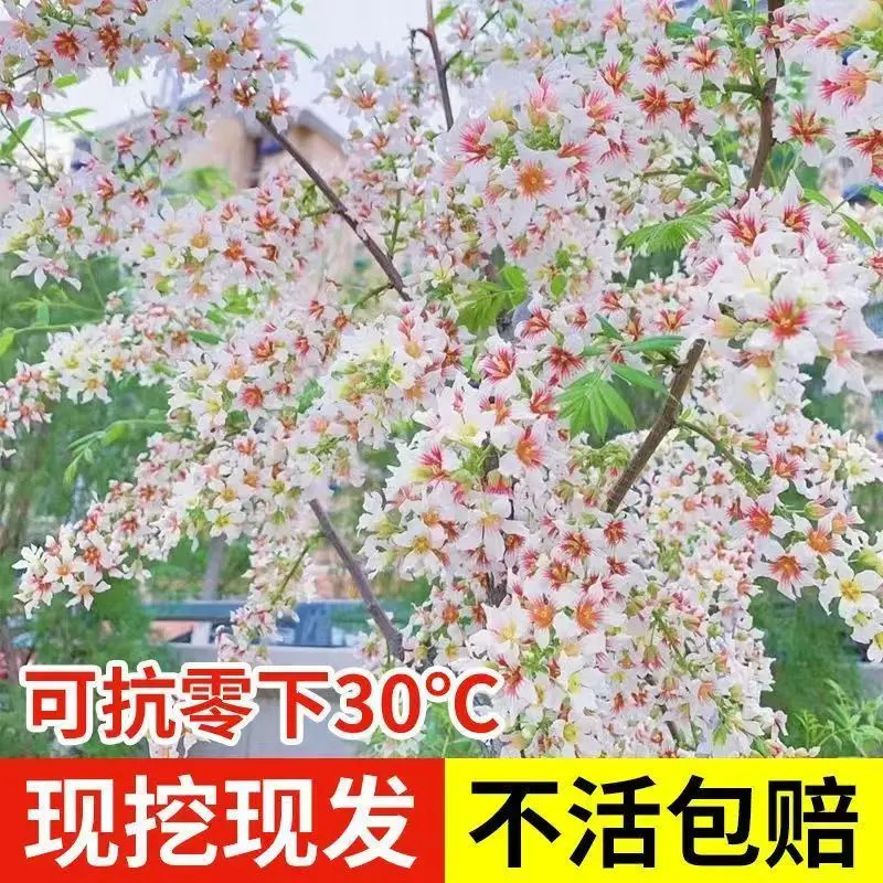 文冠花状元花树苗文冠果浓香型盆景庭院阳台耐寒耐旱好养别墅花园