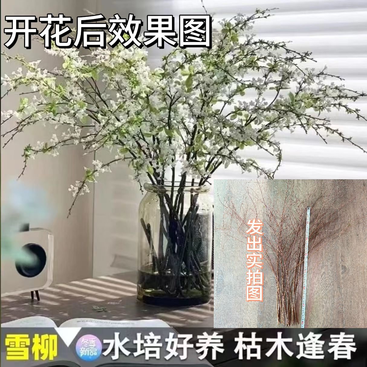【遇水成活】雪柳盆栽水样开花水培雪花植物花卉遇水枯木室内蓬绿植