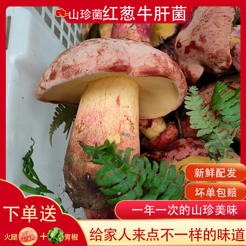 云南新鲜见手青红葱牛肝菌精选美味食用蘑菇山珍食材山野菌子
