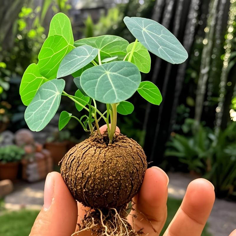 山乌龟植物金不换盆栽红藤血藤水培盆景爬藤室内桌面花卉绿植盆栽