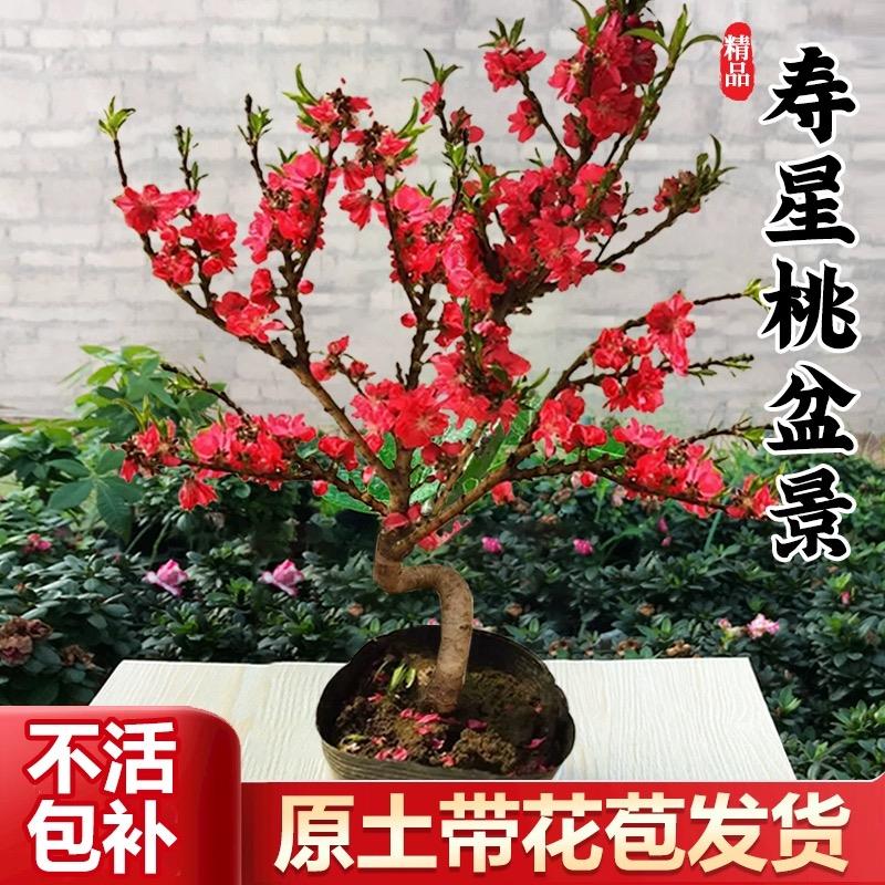 中华寿星桃盆栽室内老桩重瓣桃花苗阳台庭院耐寒花卉盆景绿植物