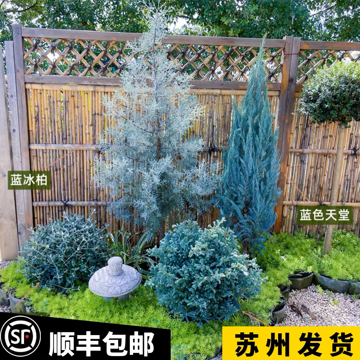 蓝冰柏蓝冰柏树绿植树苗四季常青落基山圆柏“蓝色天堂”BlueHeaven