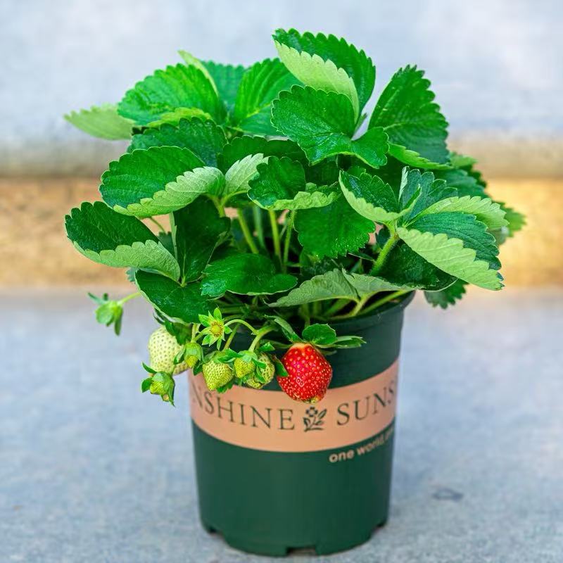 带花带果带盆可四季种植的盆栽适合阳台种植好养易活