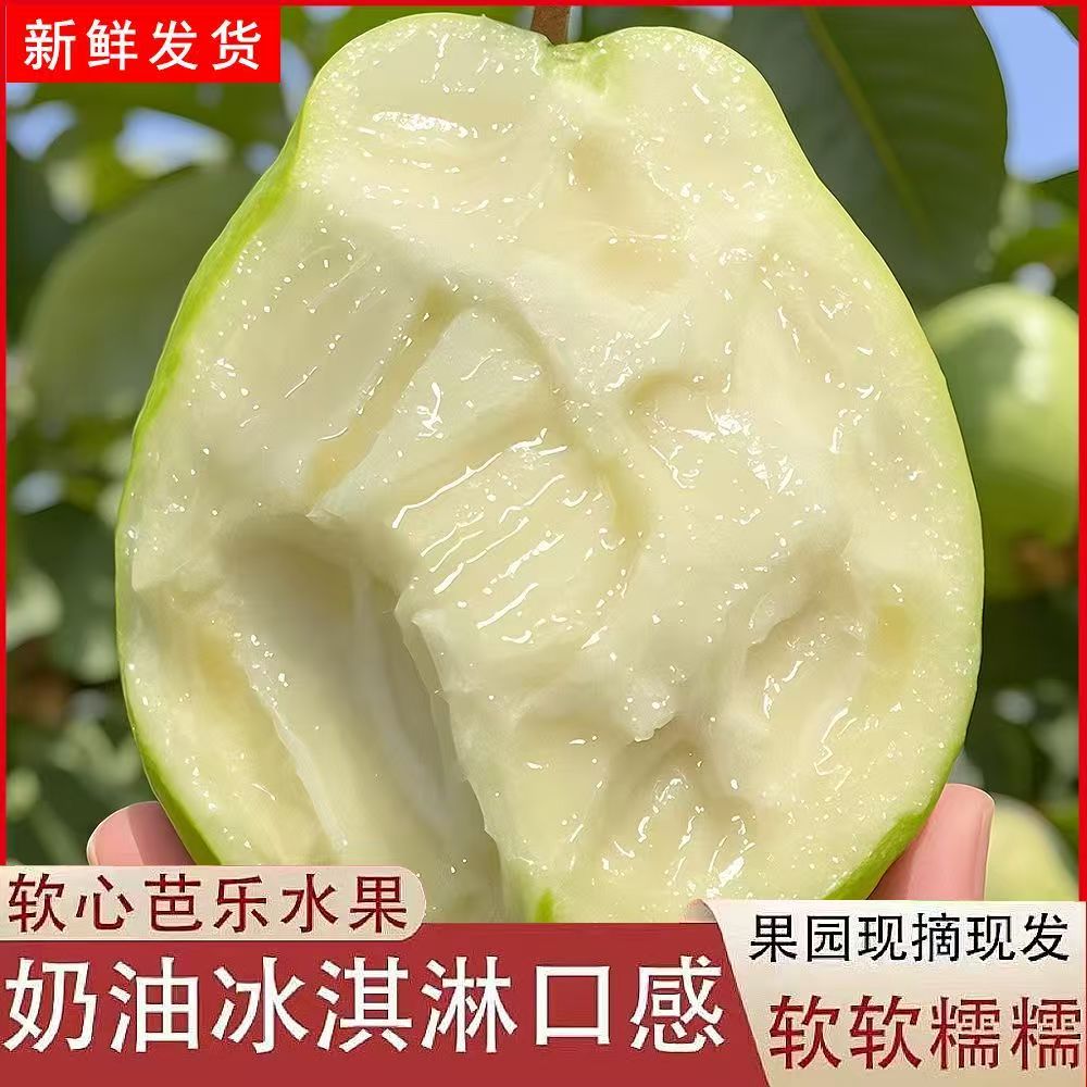 S1广西红心白心芭乐软心番石榴新鲜水果红心软芭乐 包赔现摘