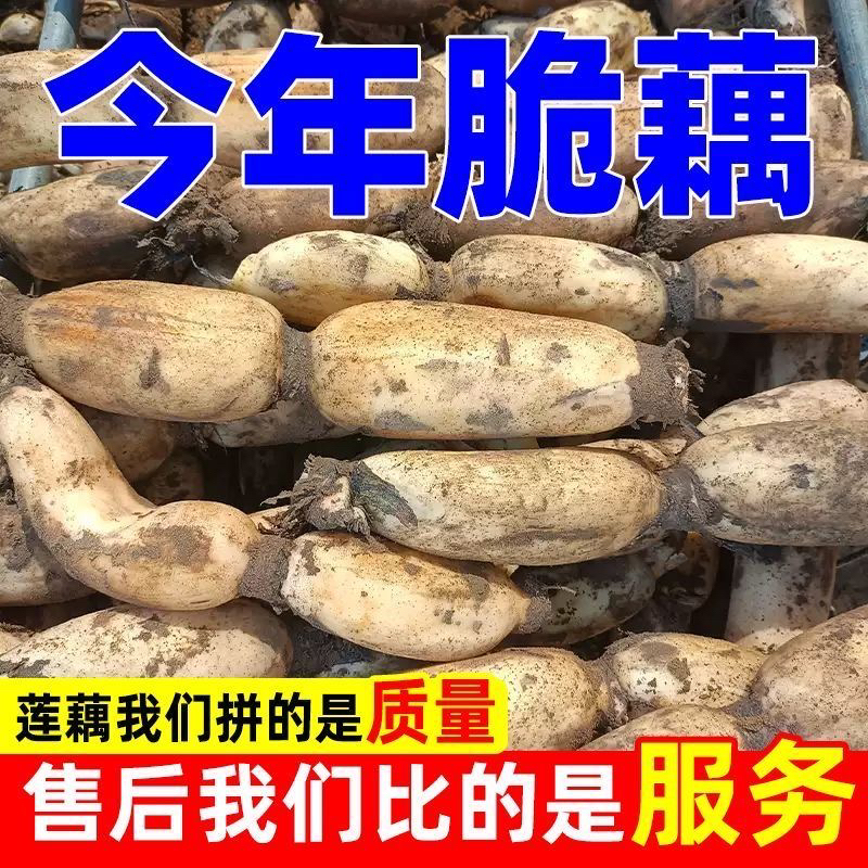 1斤3斤5斤新鲜脆藕现挖带泥菜藕脆藕鲜藕莲藕炒食藕糖藕卤菜藕嫩