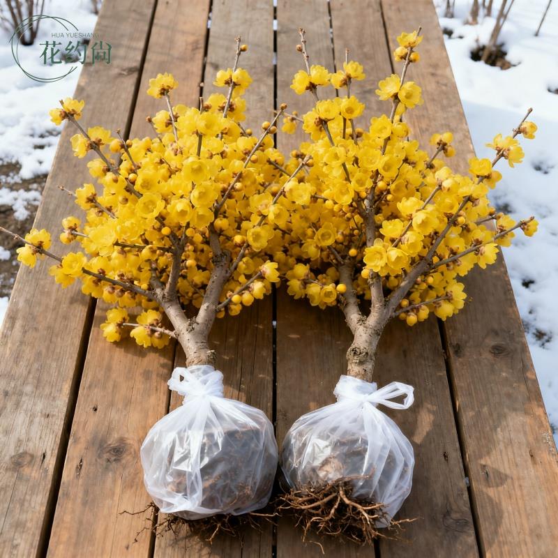 腊梅花树苗四季盆栽室内外老桩梅花盆景庭院耐寒花卉浓香素心腊梅
