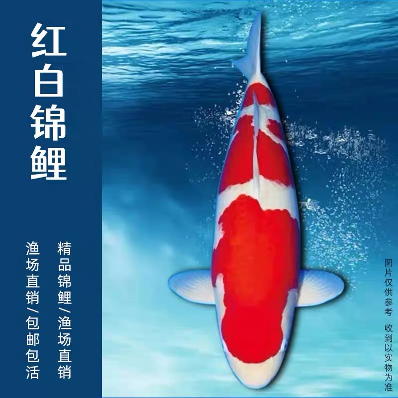 15-18公分实发5条商品级别锦鲤包邮活体小中型好养耐活高档观赏鱼