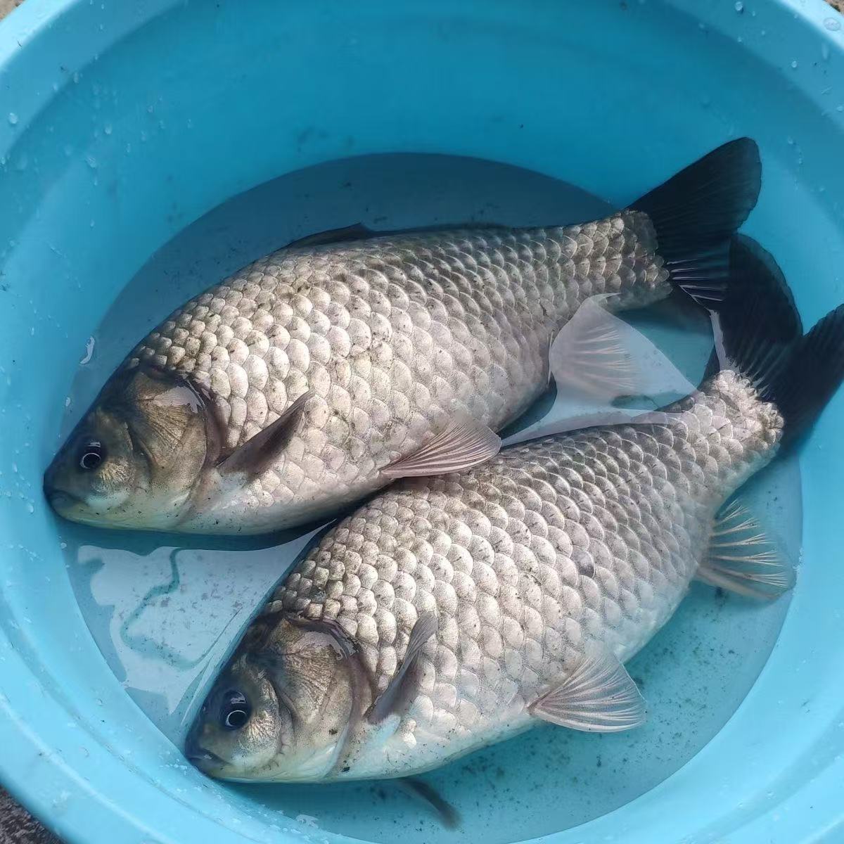 中科5号鲫鱼 大板鲫 淡水银鲫高背鲫  宠物水族