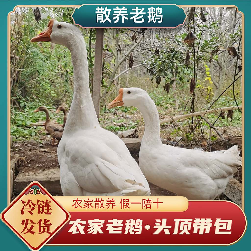 【头带包】正宗农家散养大白鹅 三年老鹅带心肝一只重7斤以上