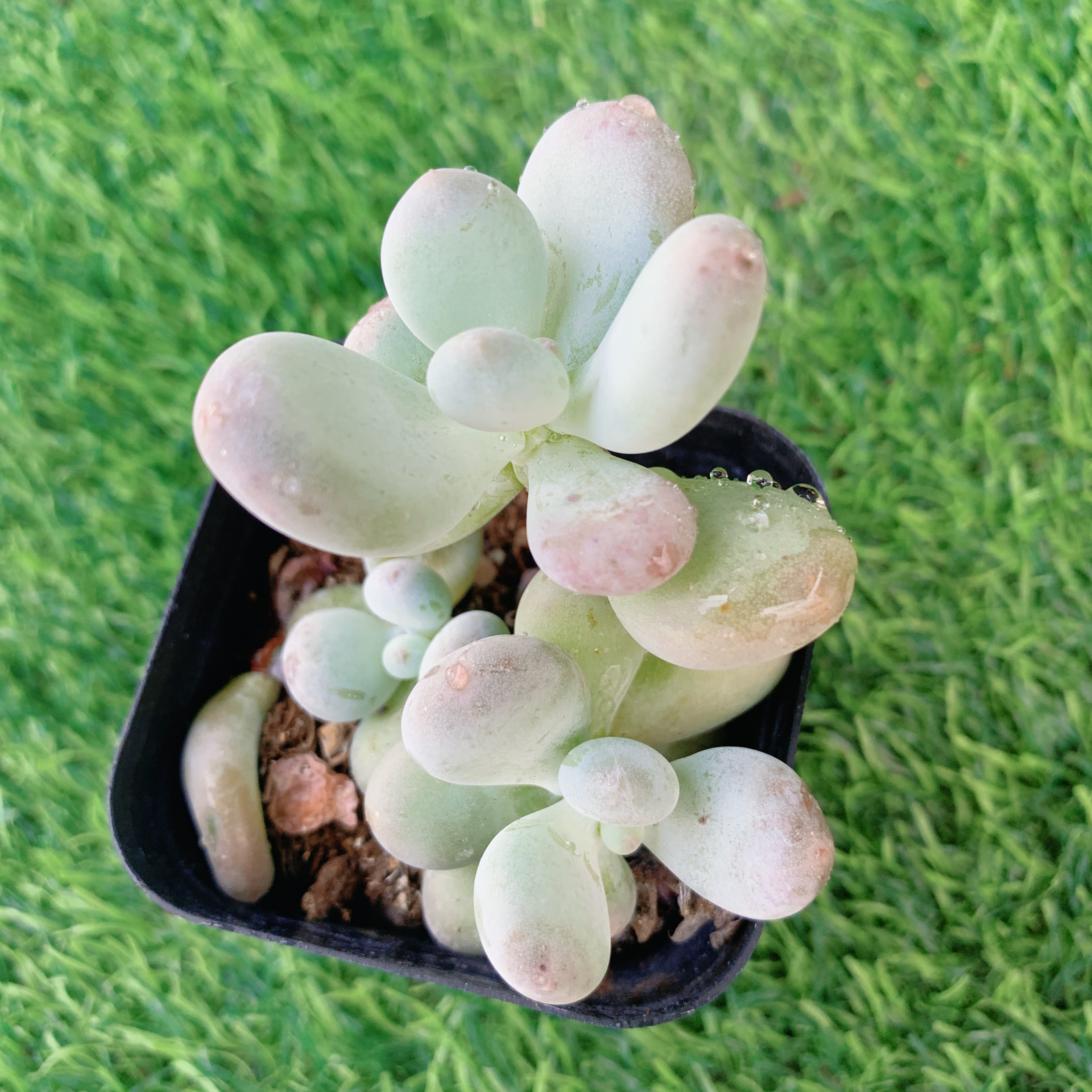 彩虹奶双头3-5CM 【花界草堂】精品多肉  阳台盆栽新手易养一单包邮