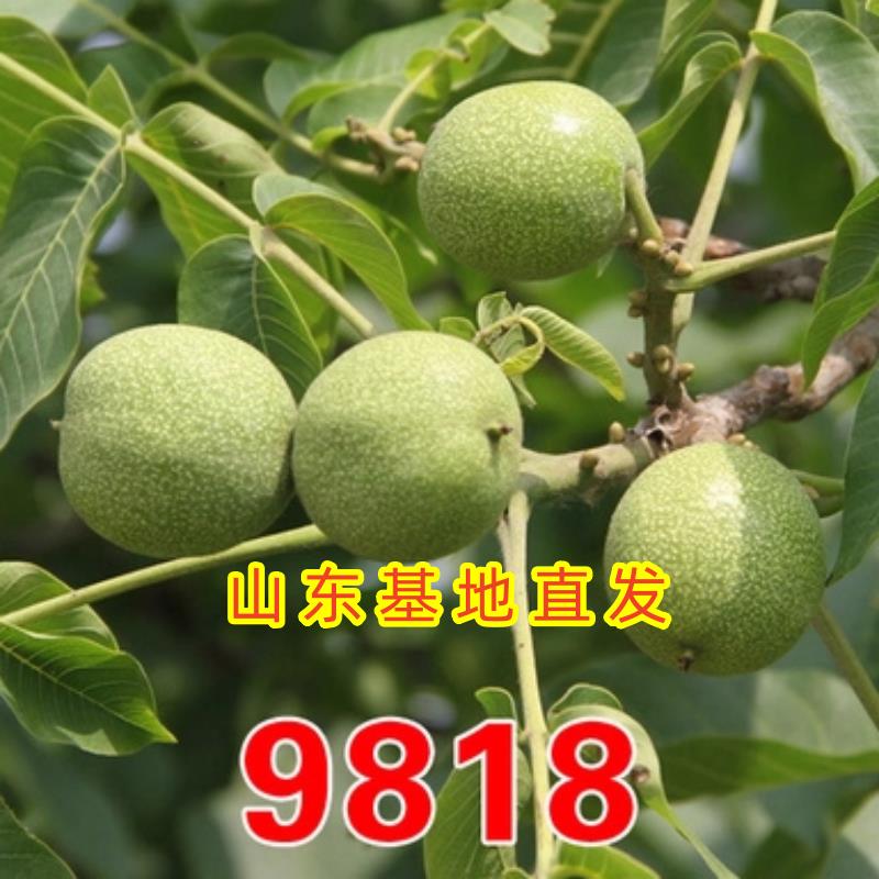 9818核桃苗南方北方种植嫁接盆栽地栽特大薄皮核桃新疆纸皮核桃树
