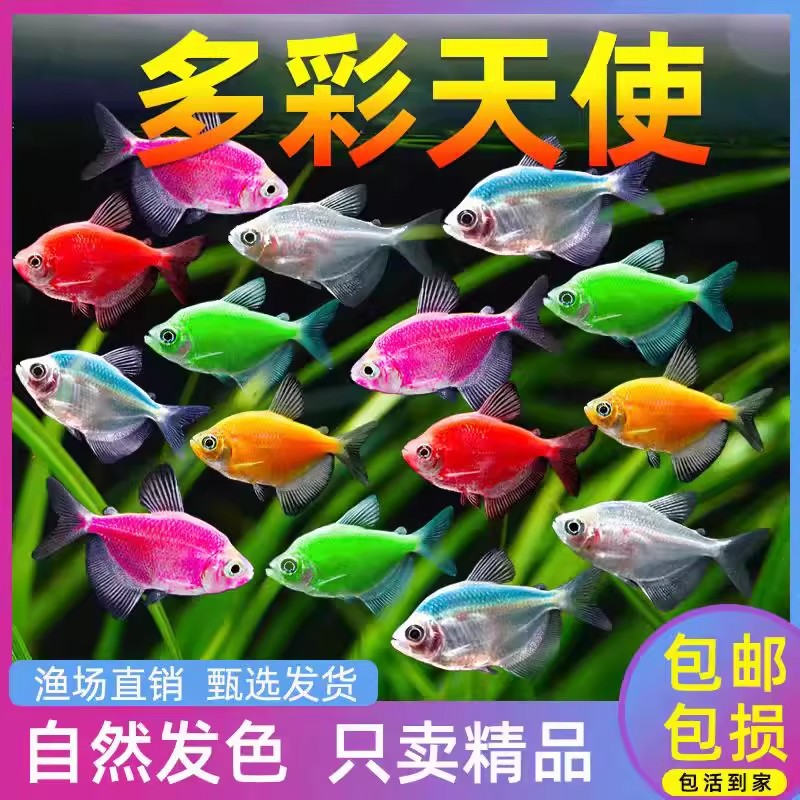 天使鱼观赏鱼活鱼喜欢群游活体斑马孔雀热带鱼小型鱼淡水好养耐活