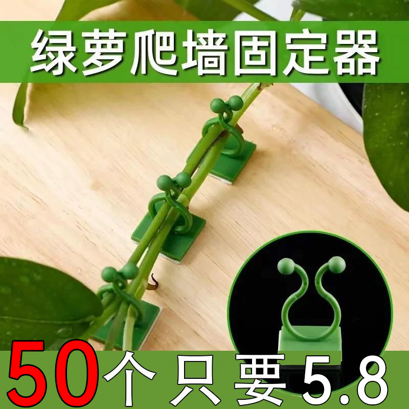 【50个装】绿萝爬墙固定器绿植攀爬夹子无痕卡不伤墙挂钩卡扣强力