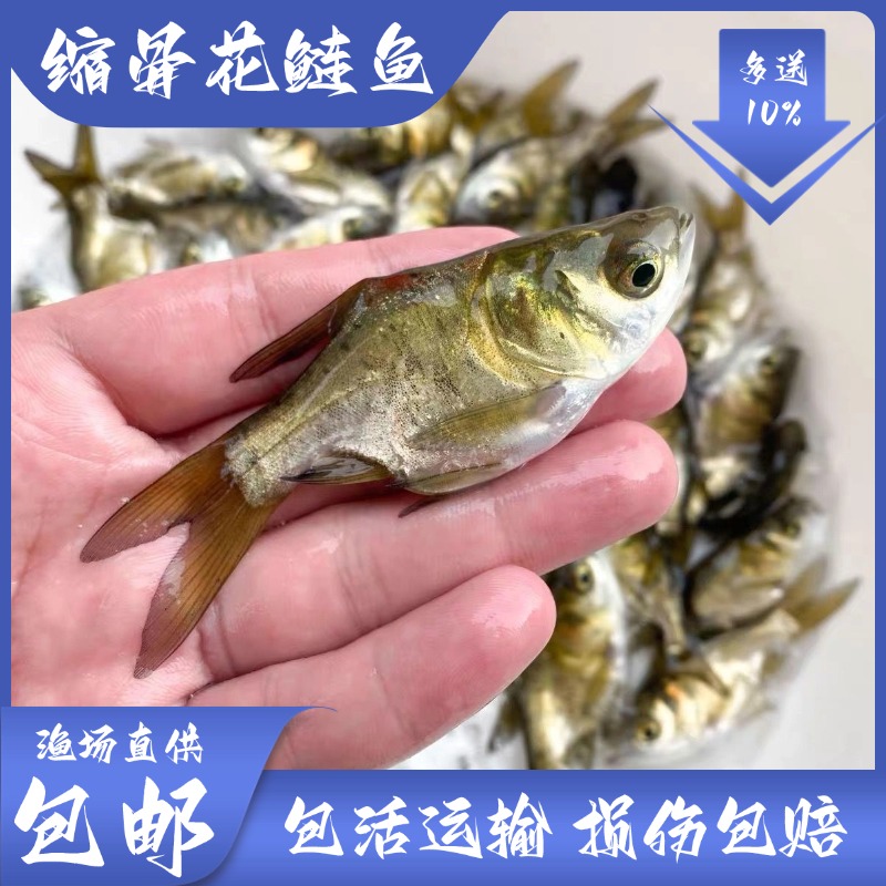 精品缩骨大头鱼缩骨花鲢鱼仙骨鱼广东活体胖头大头鱼养鱼养殖