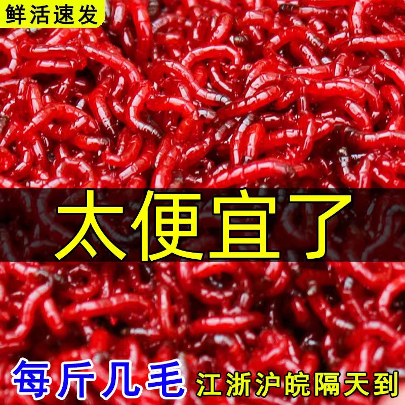 野外垂钓红虫特大号红虫活体活饵拉饵喂鱼野钓鲫鱼饵六角龙喂鱼