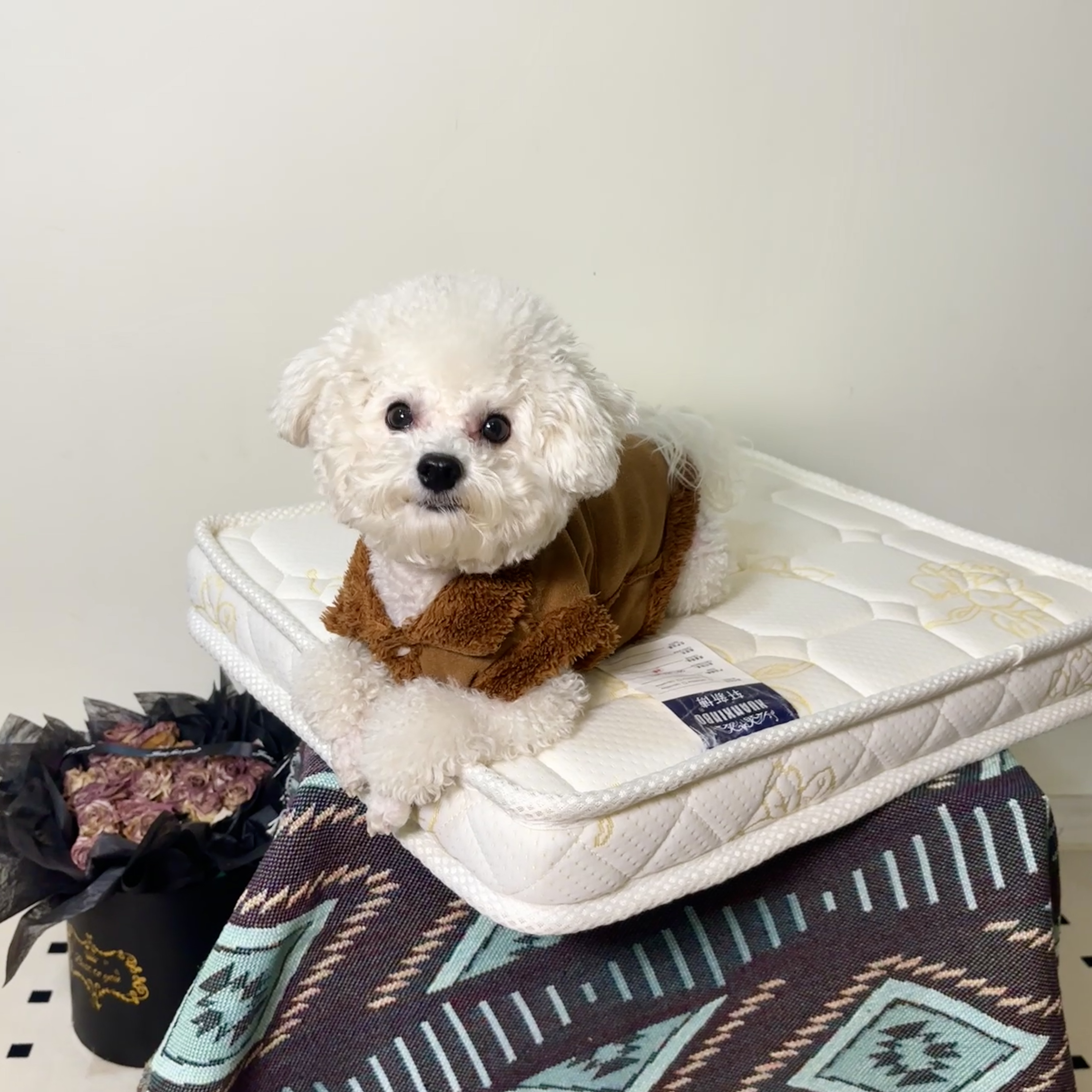 宠梦思小猫小狗椰棕床垫棕榈狗窝狗床垫猫狗床垫子四季通用