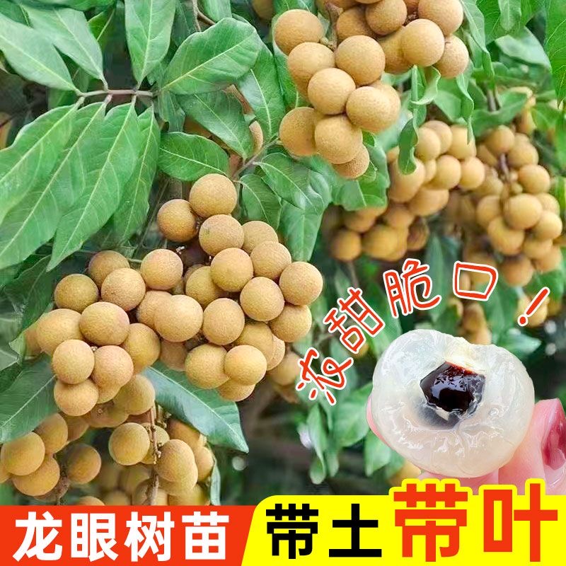 龙眼树苖嫁接盆栽水果树苗储良桂圆石硖南方四季种植地栽当年结果