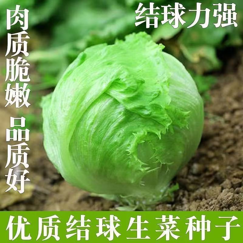 结球生菜甜脆汉堡生菜种子脆嫩爽口生吃生菜种籽盆栽四季农家蔬菜