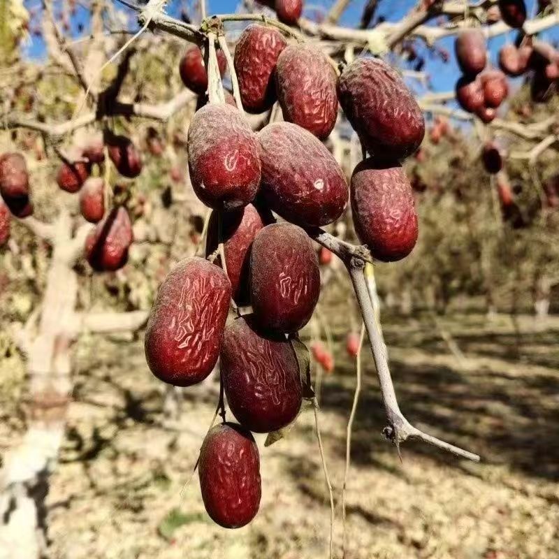 2025年新货新疆直发灰枣枣香浓郁未清洗红枣