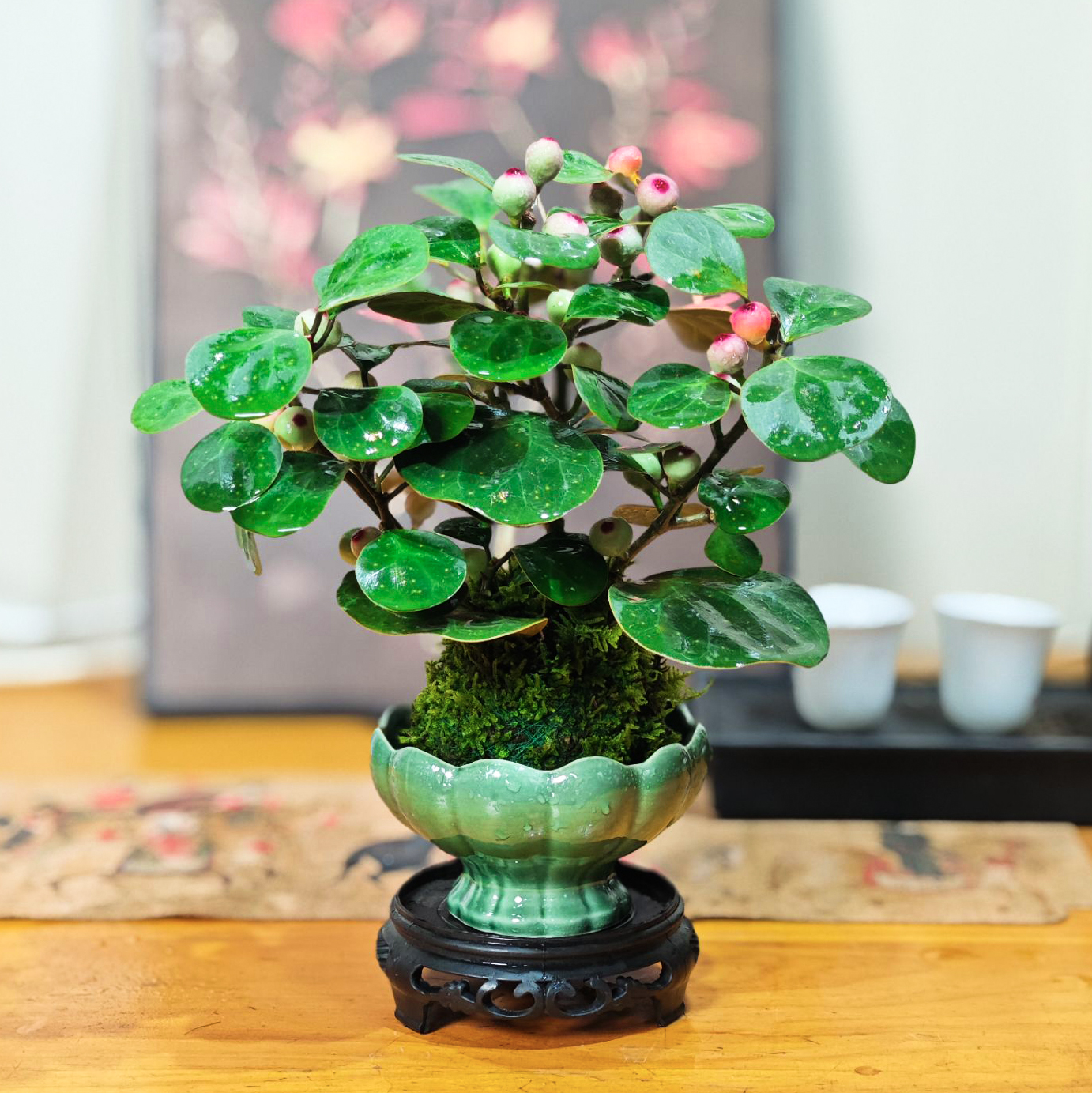 【苔藓球菩提】满树带果多果菩提水培中式禅意办公室好养造景盆栽花