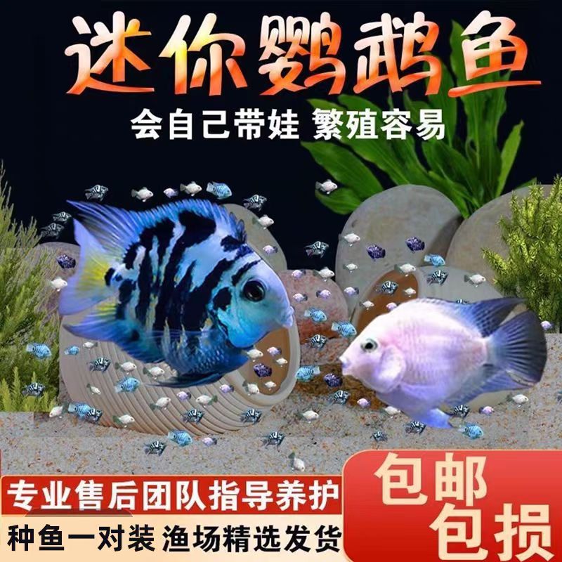 迷你鹦鹉鱼小型淡水热带观赏鱼苗好养耐活易繁殖渔场直销包损包邮