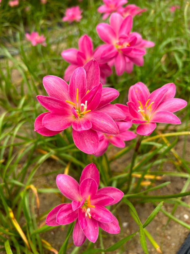 风雨兰重瓣种球品种