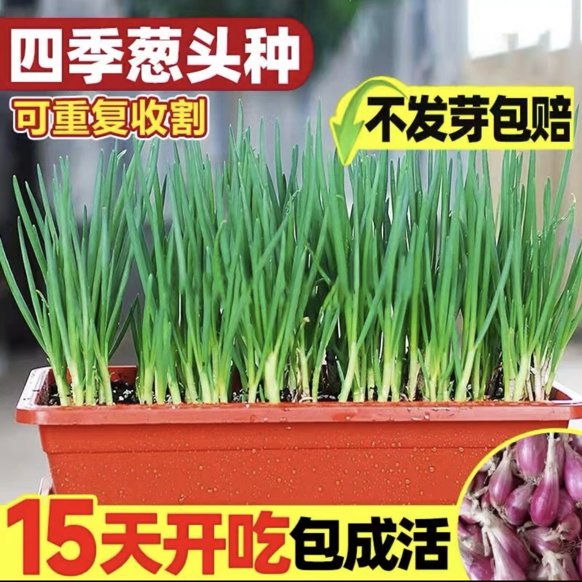 【送盆送土】葱头香葱头红葱头正宗四季香新鲜小葱头农家自种小葱