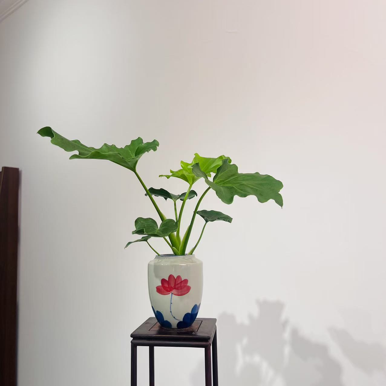 春羽蔓绿绒水培植物室内好养绿植盆栽净化空气除甲醛