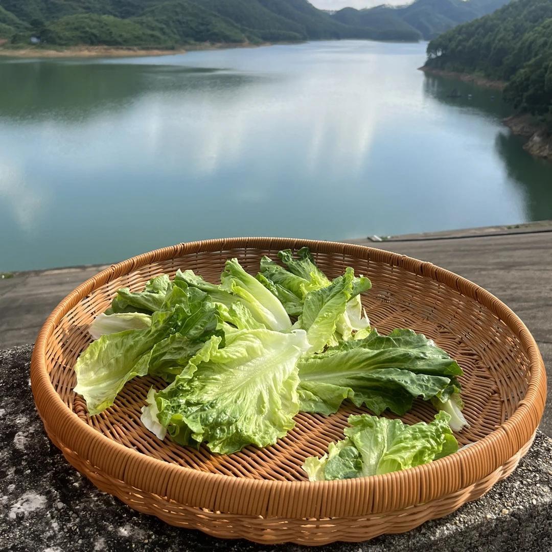 晒框棕色圆形家用馒头框纯手工编织特大号晒筐52*8藤编菜篮