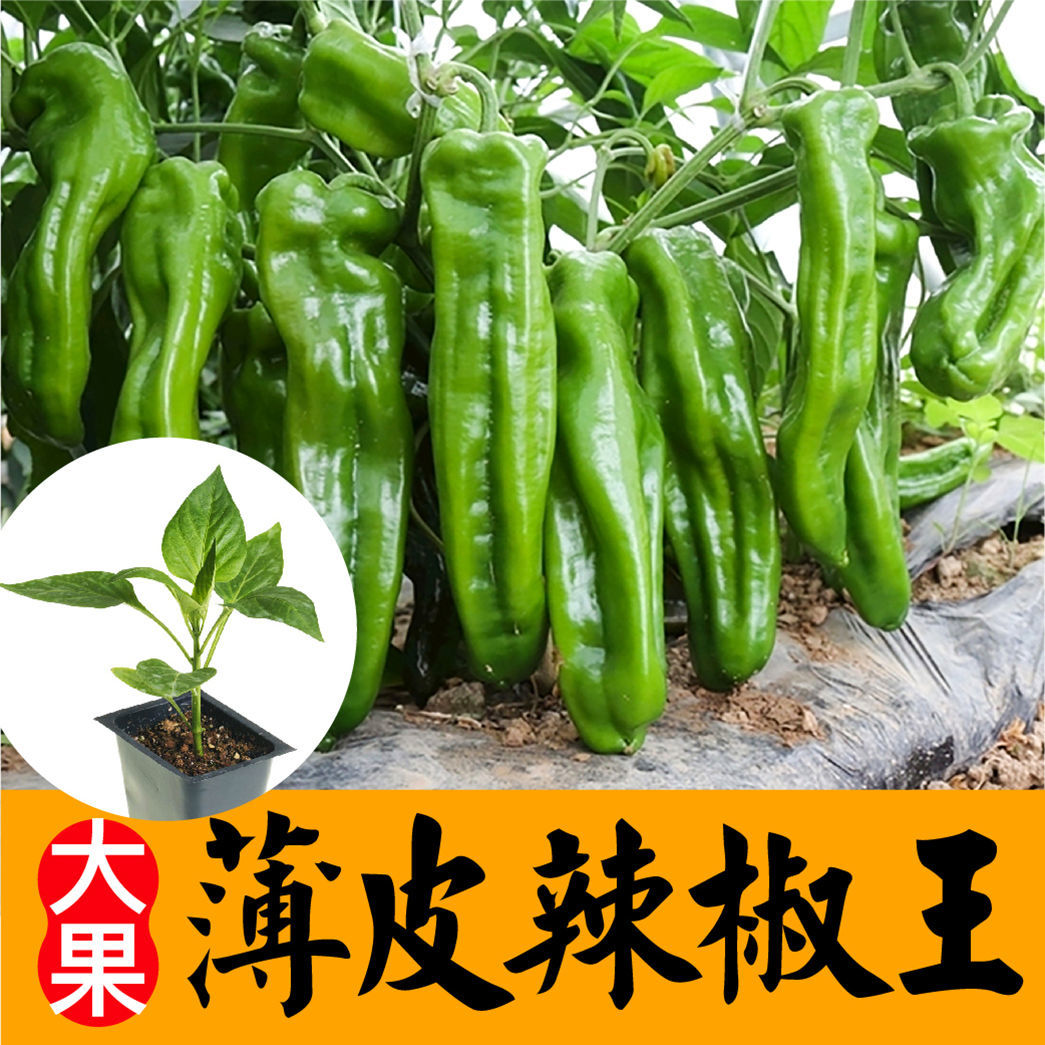 正品高产薄皮适合阳台庭院早熟高产菜苔种子四季都能种先生