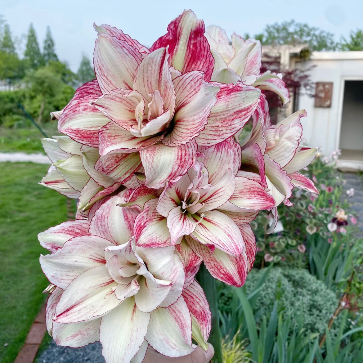 朱顶红花卉种球，贵货澳朱台朱包对版正版