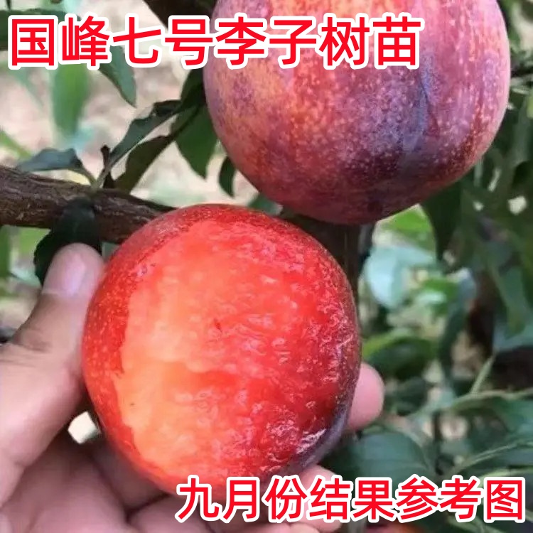 国峰七号李子树苗晚熟品种嫁接苗南方北方种植国丰7号新品种