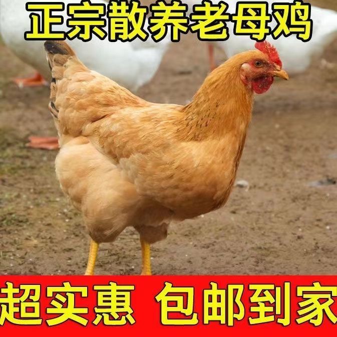 {义城支书—小刁}农家散养老母鸡，活鸡现杀