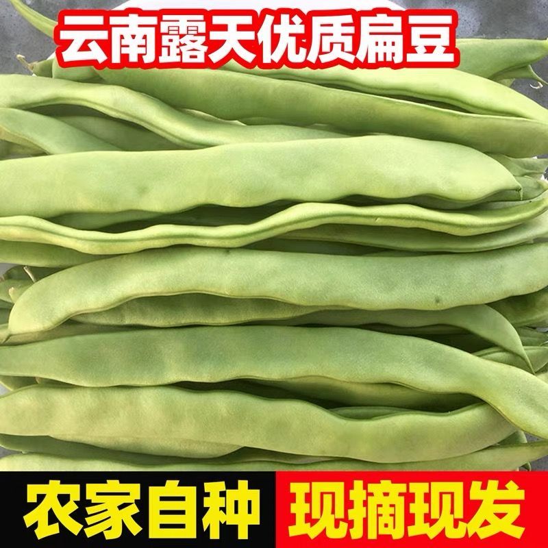 云南新鲜高山露天农家自种扁豆刀豆时令蔬菜脆嫩多汁当季蔬菜