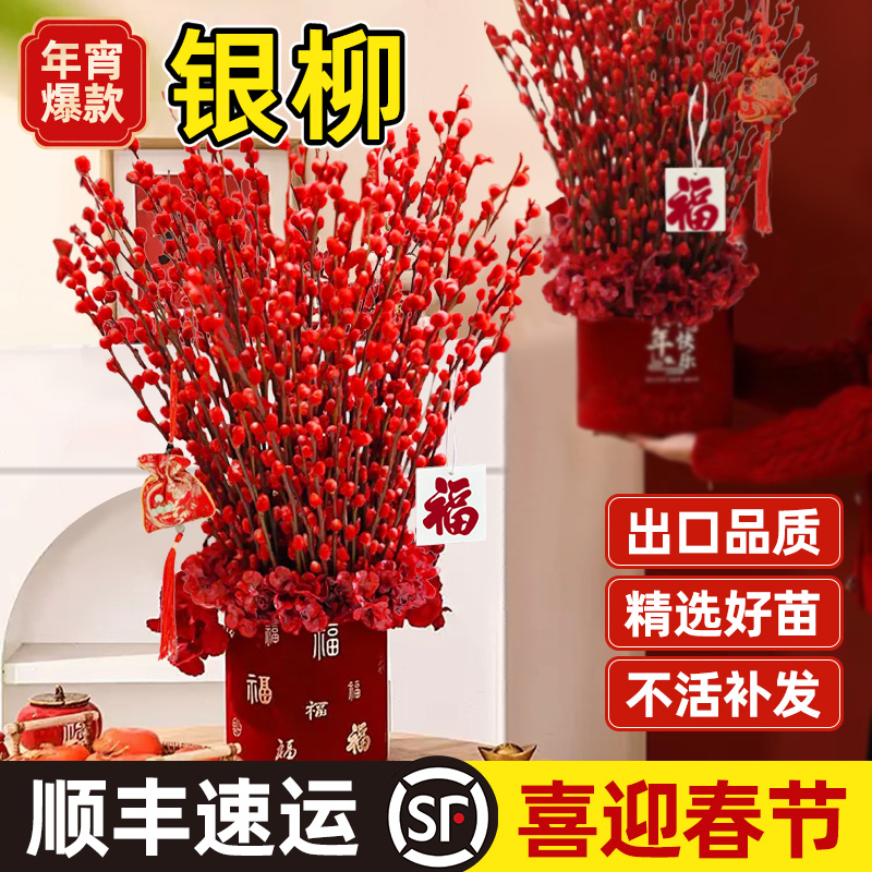 银柳真花鲜枝耐寒年宵花新年干花枝室内客厅招财摆件春节花束绿植