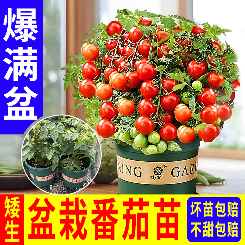 盆栽矮生番茄小西红柿千禧种苗圣女果水果蔬菜苗四季生长庭院室内