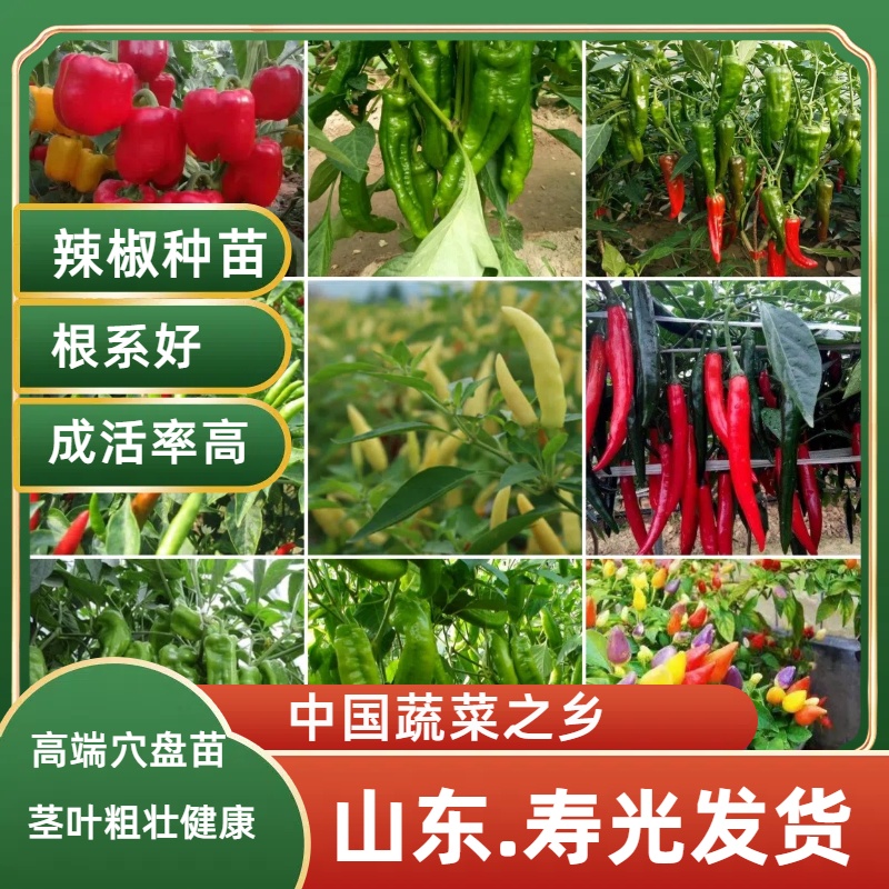 山东寿光直发种植辣椒美人椒苗秧大全蔬菜带土阳台菜园盆栽均可