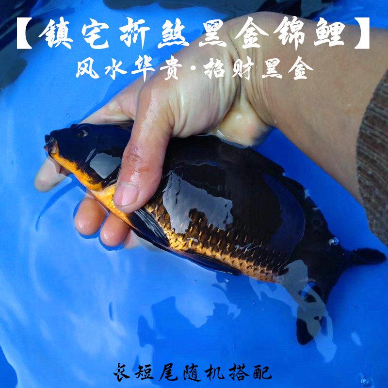 小锦鲤蝴蝶黑金活体观赏鱼淡水风水鱼锦鲤鱼龙凤黑金锦鲤鱼